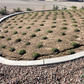 Native Frogfruit - Lippia Spreading Groundcover Flats