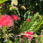 Calliandra Hedgerow