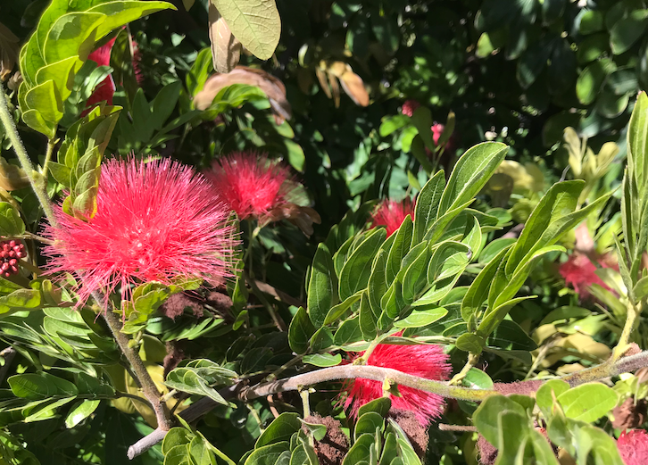 Calliandra Hedgerow