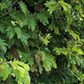 Calliandra Hedgerow