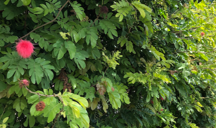 Calliandra Hedgerow