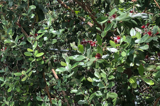 landscape pineapple guava plant Pineapple Guava Hedgerow – California Wild Gardens