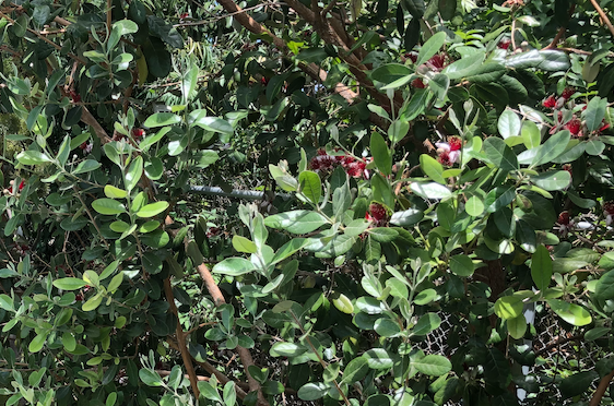 Pineapple Guava Hedgerow