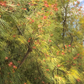 Grevillea Hedgerow