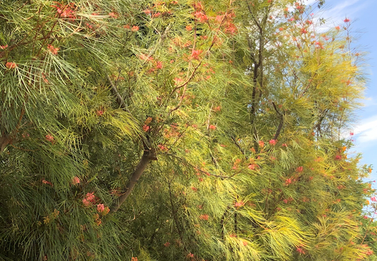 Grevillea Hedgerow