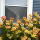 Cone Bush - Leucadendron Package