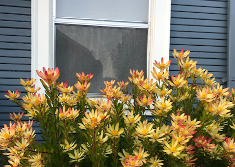 Cone Bush - Leucadendron Package