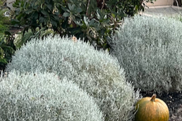 gray lavender cotton plant Lavender Cotton Groundcover 10-Pack | Hedge Friendly Ball Accent