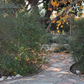 California Coffeeberry - Hedgerow