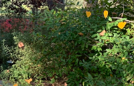 California Coffeeberry - Hedgerow