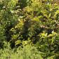 Calliandra Hedgerow