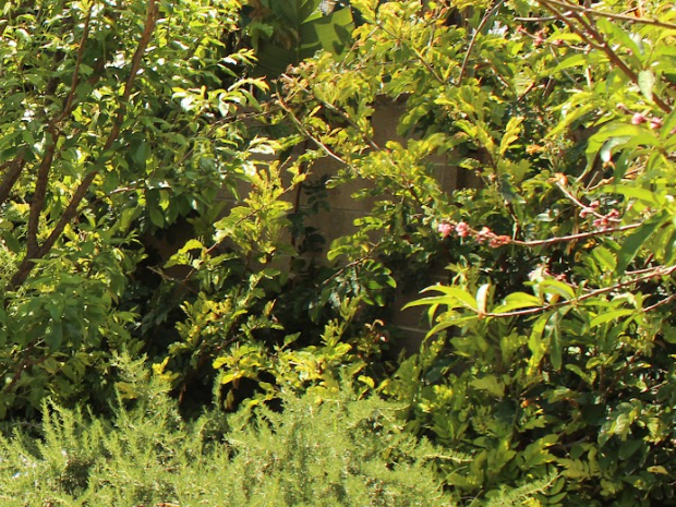 Calliandra Hedgerow