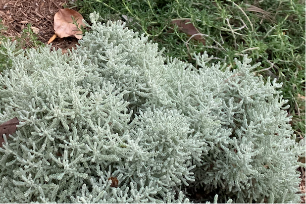 Lavender Cotton Groundcover 10-Pack | Hedge Friendly Ball Accent | Drought-Tolerant Fragrant