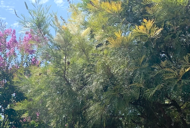 Grevillea Hedgerow