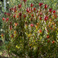 Cone Bush - Leucadendron Package