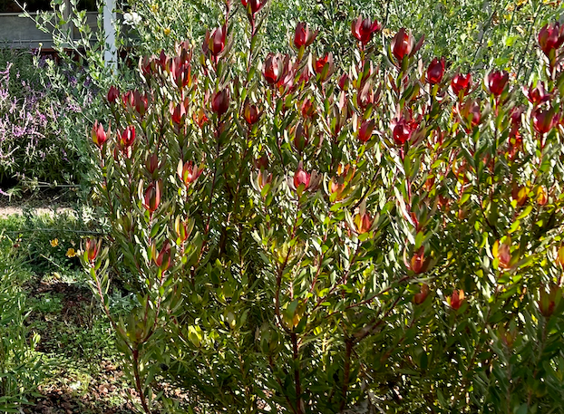 Northern California Hedges