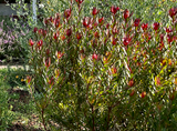 Cone Bush - Leucadendron Package