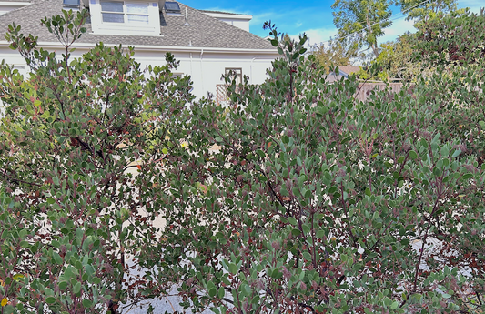 Quantity Change - Custom Plant Order Add (Manzanita 'Dr. Hurd')