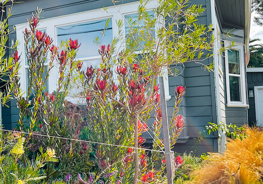 Cone Bush - Leucadendron Package