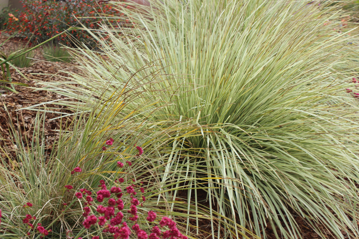 succulent grass like Long Mat Rush 10 Pack | Low-water Meadow Lawn Alternative