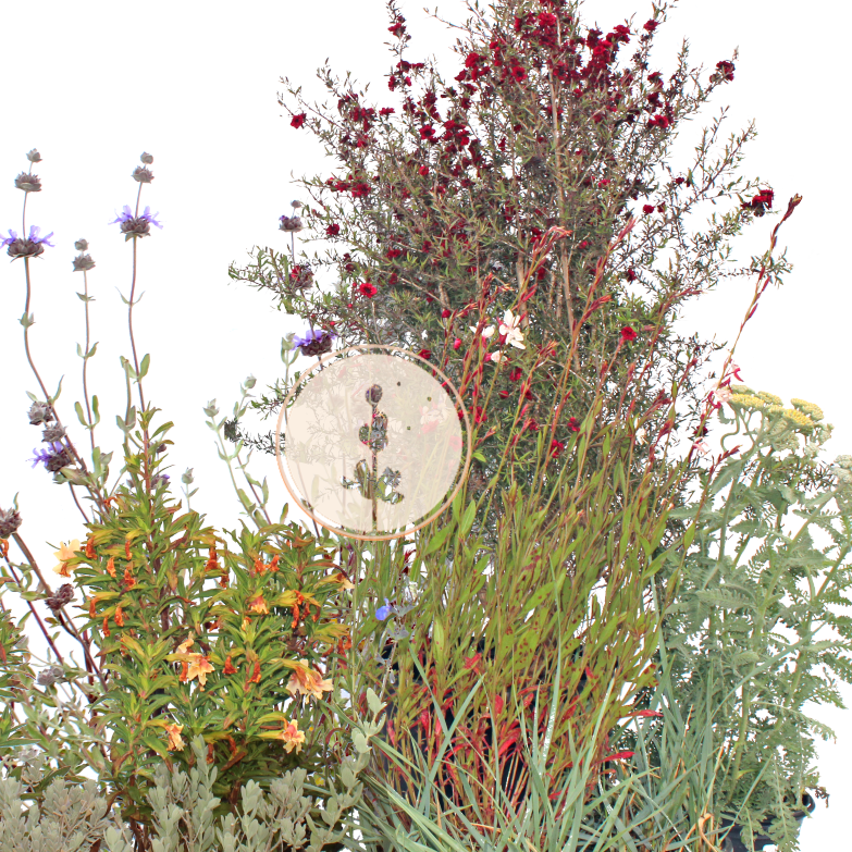 Dune Bloom | Low-Water Flowering Plant Set | Coastal California