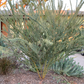 Acacia Tree Add-on