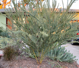 Acacia Tree Add-on