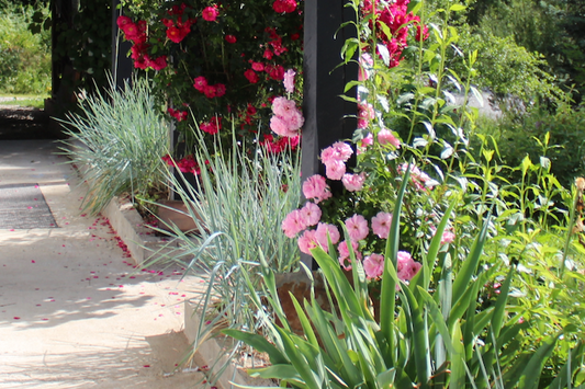 Blue Rye Ornamental Grass Pack | Low-water Native