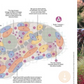 Custom Meadow Plan