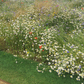 Custom Meadow Plan