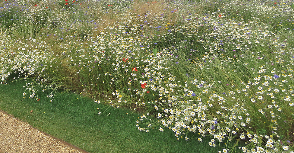 Custom Meadow Plan