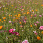 Custom Meadow Plan