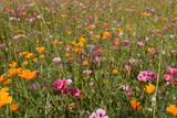 Custom Meadow Plan