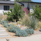 Casita Garden | 30+ Low-Water Plants | Standard Layout Plan Included