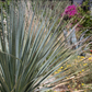 Casita Garden | 30+ Low-Water Plants | Standard Layout Plan Included
