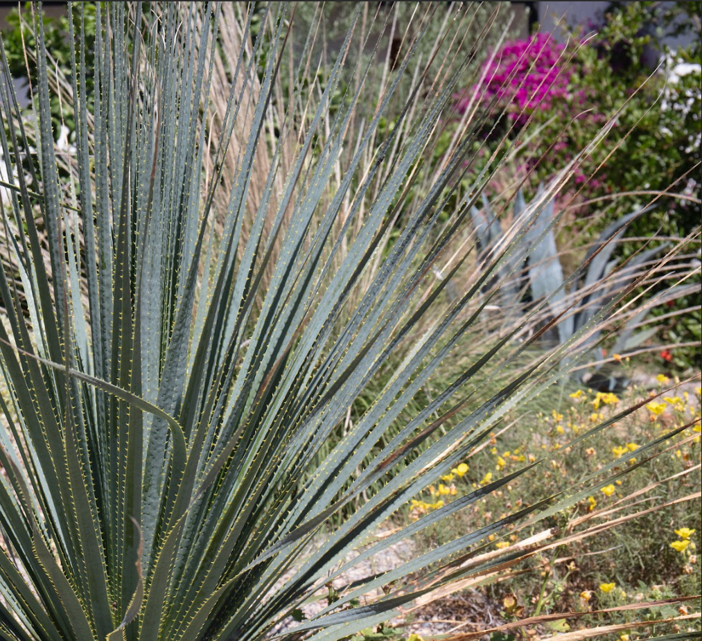 Casita Garden | 30+ Low-Water Plants | Standard Layout Plan Included