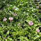California Frogfruit Plugs - Native Groundcover Lawn Alternative