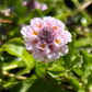 California Frogfruit Plugs - Native Groundcover Lawn Alternative