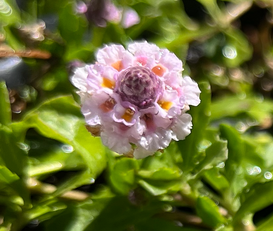 California Frogfruit Plugs - Native Groundcover Lawn Alternative