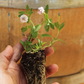 California Frogfruit Plugs - Native Groundcover Lawn Alternative