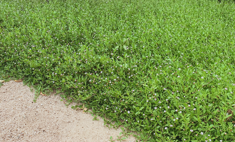 Erosion Controlling Groundcover - Tropical Pink Frogfruit Plugs