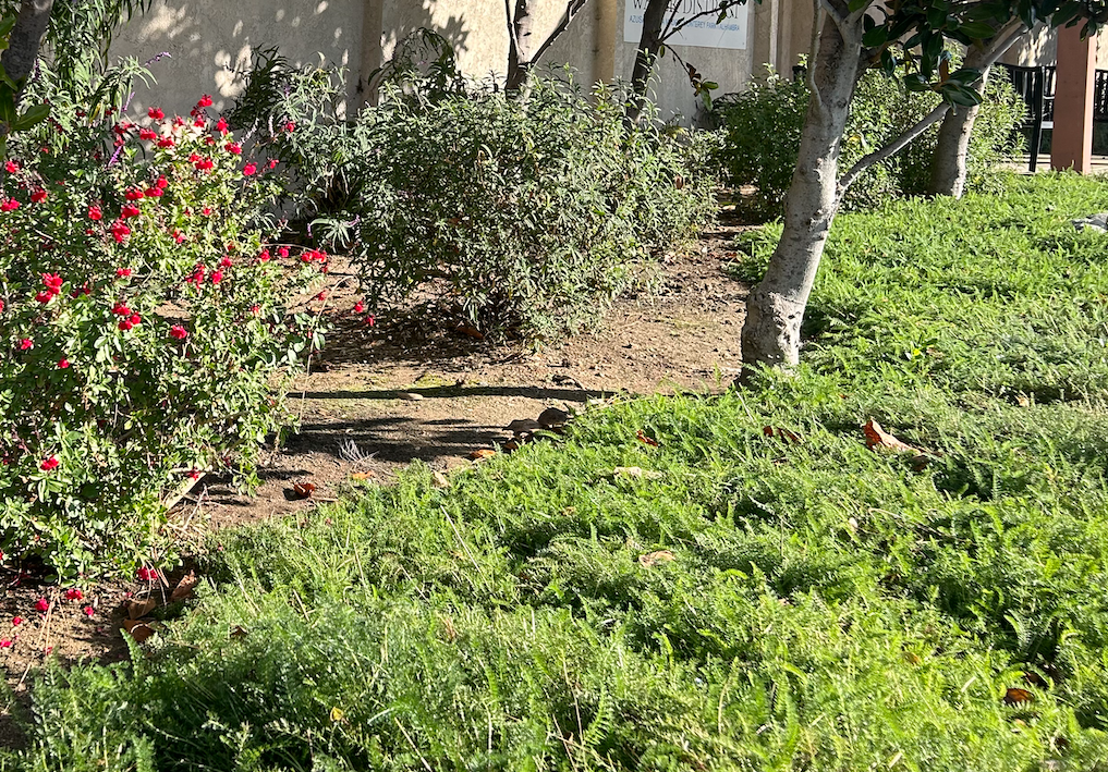PRE-ORDER | Colorful 2" Yarrow Plugs - Native Groundcover Lawn Alternative | Spring Shipping (Copy)