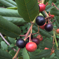 California Coffeeberry - Hedgerow