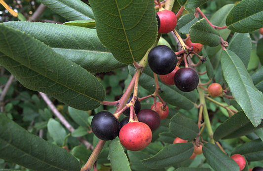 California Coffeeberry - Hedgerow