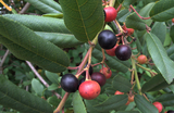 California Coffeeberry - Hedgerow