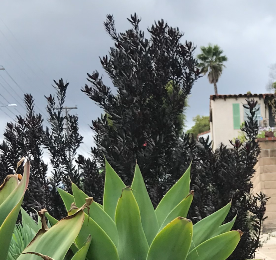 Cone Bush - Leucadendron Package