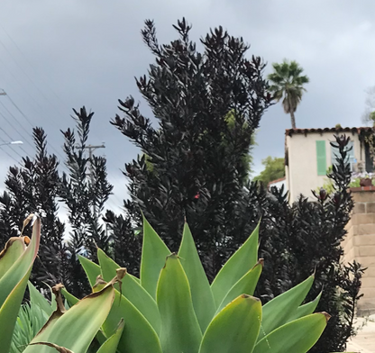 Cone Bush - Leucadendron Package