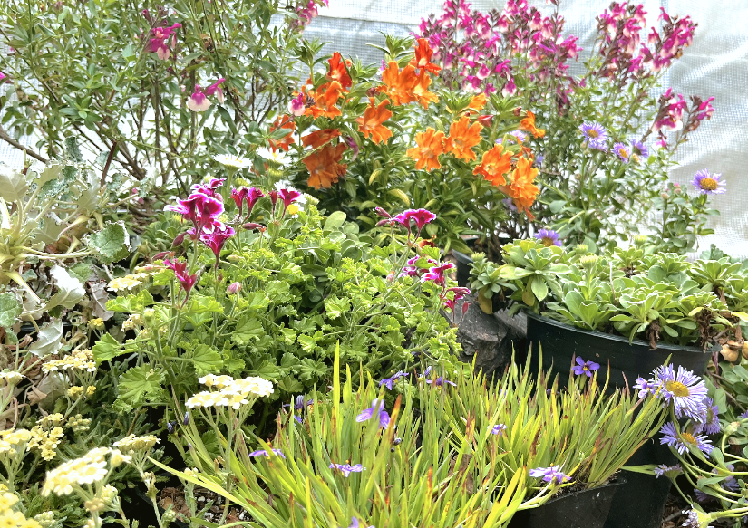 NEW! Cali Splash| California Native Color Garden | 25+ Plants w/ Layout Plan