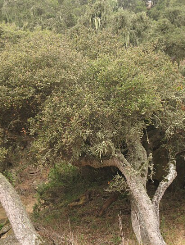 California Native Oak Tree