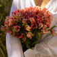 Muireann's Cut-Flower Garden + Frontyard fillers